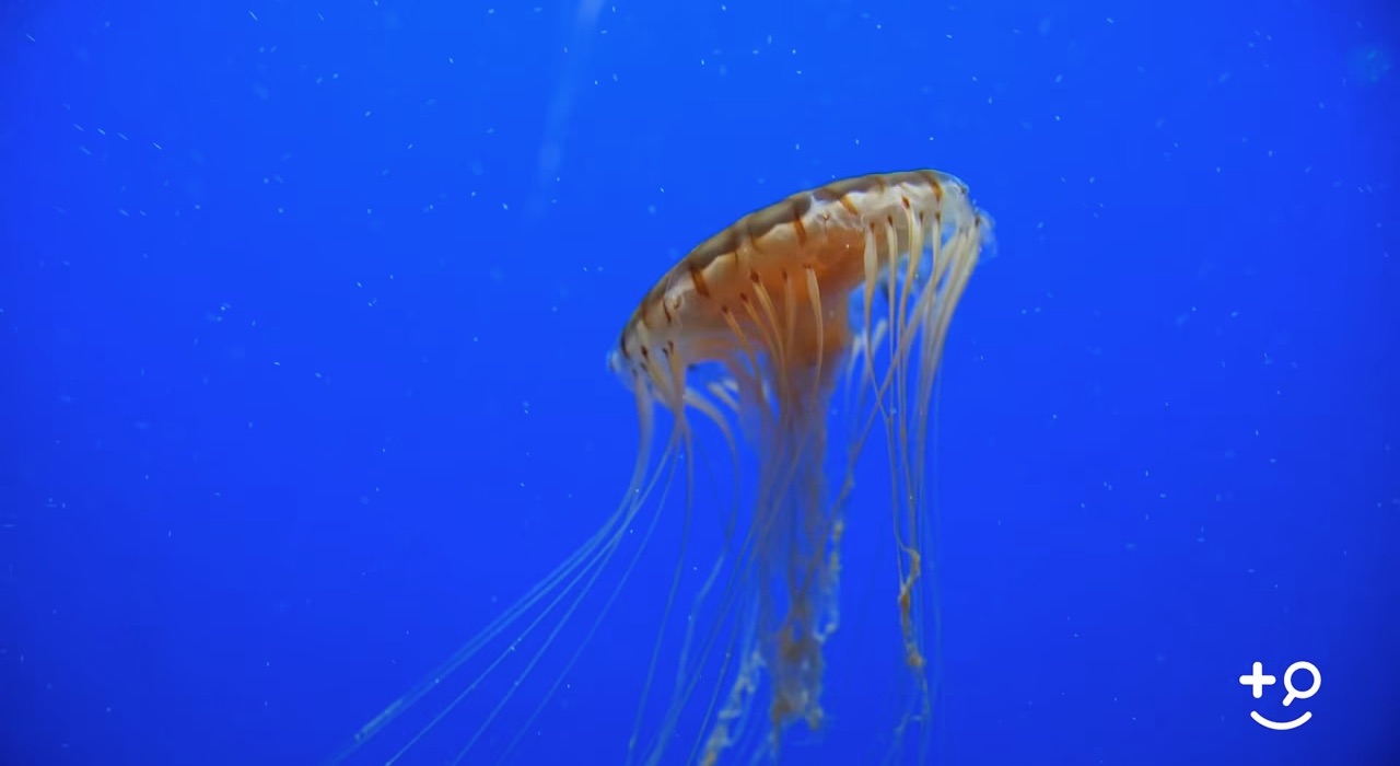 Jellyfish Stings How They Occur Doctorpedia DoctorReviewed Video